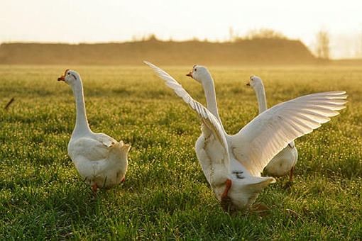 盗墓工具有哪些？下面给大家带来常见的盗墓工具带图
