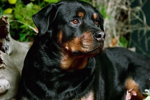 盗墓工具有哪些？下面给大家带来常见的盗墓工具带图