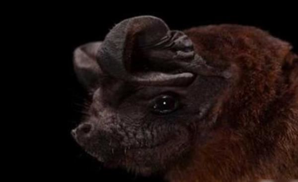 十大最恐怖蝙蝠图片 世界上最可怕的蝙蝠