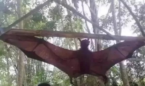 十大最恐怖蝙蝠图片 世界上最可怕的蝙蝠