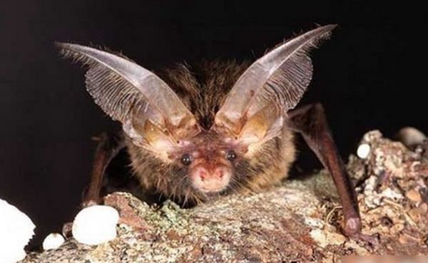 十大最恐怖蝙蝠图片 世界上最可怕的蝙蝠