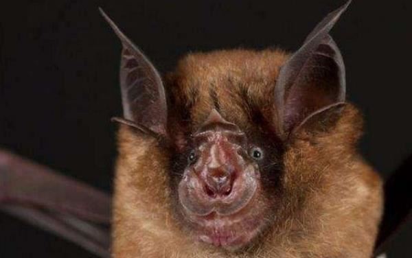 十大最恐怖蝙蝠图片 世界上最可怕的蝙蝠