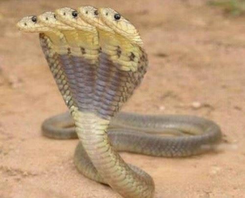 印度神庙惊现五头蛇是真的吗？五头蛇是PS造假视频