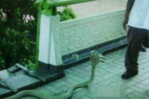 印度神庙惊现五头蛇是真的吗？五头蛇是PS造假视频