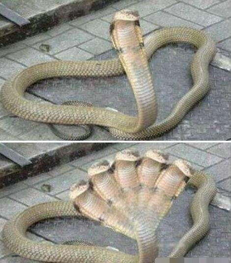 印度神庙惊现五头蛇是真的吗？五头蛇是PS造假视频