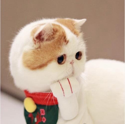 呆萌猫“红小胖snoopy”走红 现实版加菲猫(网友直呼萌化了)