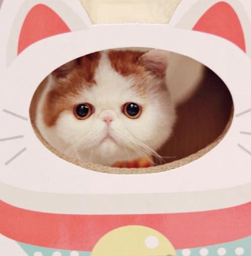 呆萌猫“红小胖snoopy”走红 现实版加菲猫(网友直呼萌化了)