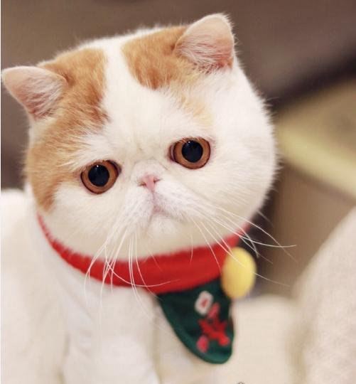 呆萌猫“红小胖snoopy”走红 现实版加菲猫(网友直呼萌化了)