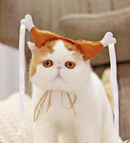 呆萌猫“红小胖snoopy”走红 现实版加菲猫(网友直呼萌化了)