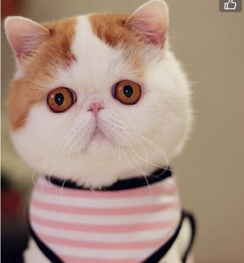 呆萌猫“红小胖snoopy”走红 现实版加菲猫(网友直呼萌化了)