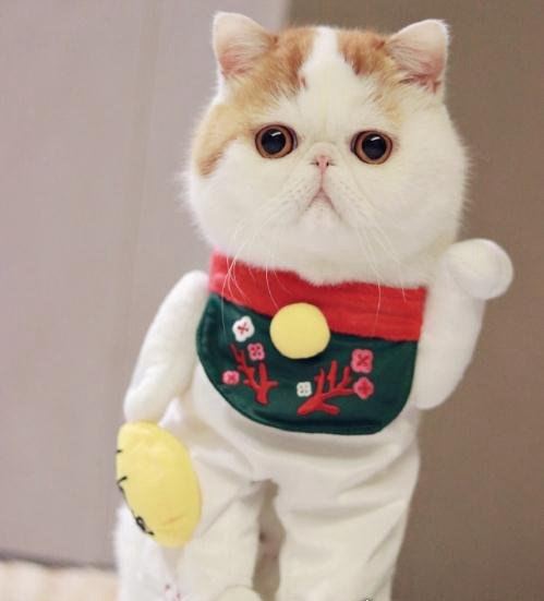 呆萌猫“红小胖snoopy”走红 现实版加菲猫(网友直呼萌化了)