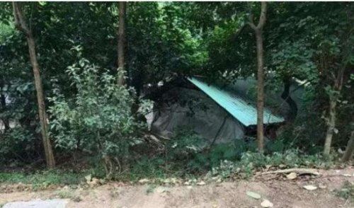 深夜坐"黑车"女子被拉到树林里糟蹋 遭侵犯2次(最后机智逃脱)
