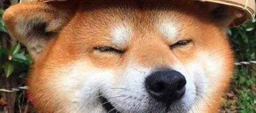 smile.jpg微笑狗原图为什么吓人 背景阴暗/眼神恐怖/表情狰狞