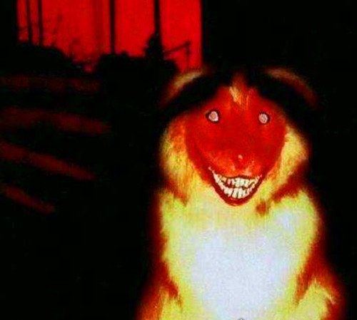 smile.jpg微笑狗原图为什么吓人 背景阴暗/眼神恐怖/表情狰狞