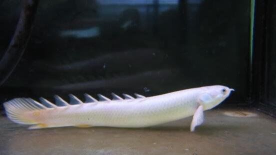 九角龙鱼又名金恐龙 性格非常温和能与别的鱼混养