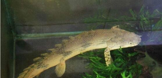 九角龙鱼又名金恐龙 性格非常温和能与别的鱼混养