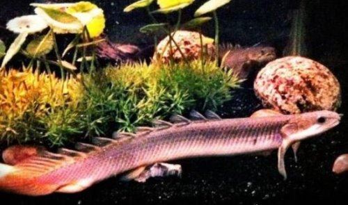 九角龙鱼又名金恐龙 性格非常温和能与别的鱼混养