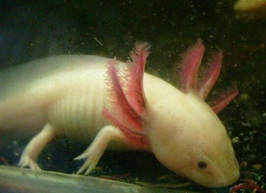 九角龙鱼又名金恐龙 性格非常温和能与别的鱼混养