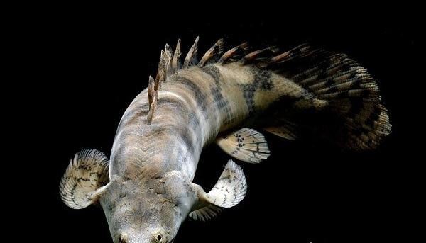 九角龙鱼又名金恐龙 性格非常温和能与别的鱼混养