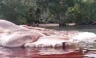 印尼海滩神秘生物 十大神秘生物排行榜