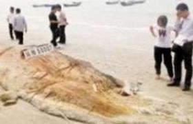 印尼海滩神秘生物 十大神秘生物排行榜