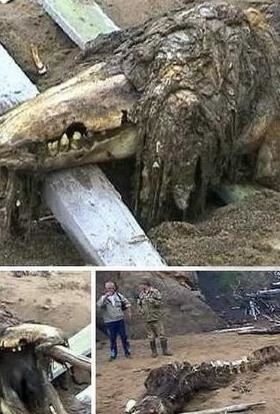 印尼海滩神秘生物 十大神秘生物排行榜