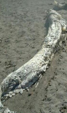 印尼海滩神秘生物 十大神秘生物排行榜