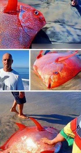 印尼海滩神秘生物 十大神秘生物排行榜