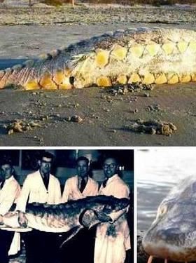 印尼海滩神秘生物 十大神秘生物排行榜