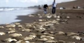 印尼海滩神秘生物 十大神秘生物排行榜