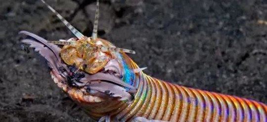 世界上最大的博比特虫 巨型博比特虫体长3米/重1斤(性格凶猛)