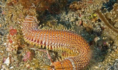 世界上最大的博比特虫 巨型博比特虫体长3米/重1斤(性格凶猛)