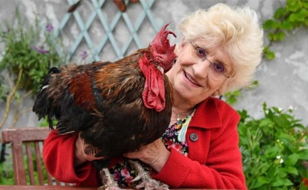 法国打鸣公鸡胜诉 不被宰还赢得1000欧元赔偿金