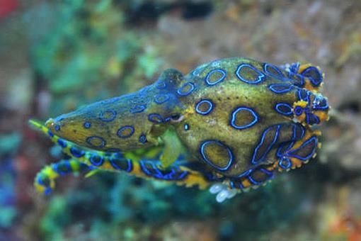 十大毒王第一名是谁？十大毒王排名