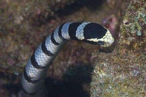 十大毒王第一名是谁？十大毒王排名