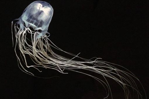 十大毒王第一名是谁？十大毒王排名