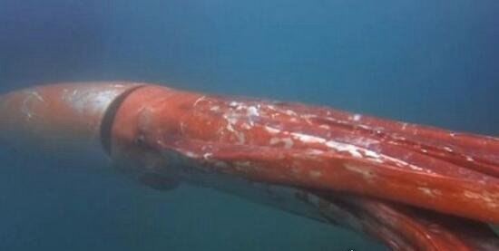 巨型大王乌贼图片大全 出航1000次才终于拍到罕见身姿