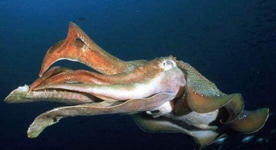 巨型大王乌贼图片大全 出航1000次才终于拍到罕见身姿
