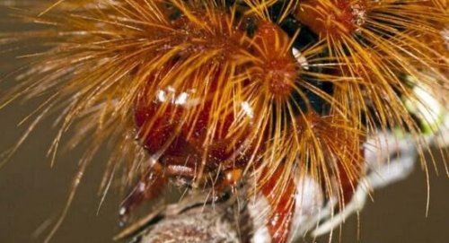 恶心的松毛虫图片 有毒害虫密密麻麻啃食森林