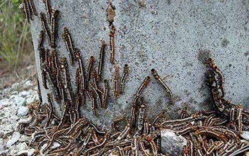 恶心的松毛虫图片 有毒害虫密密麻麻啃食森林