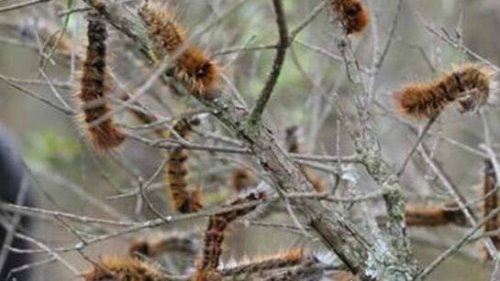恶心的松毛虫图片 有毒害虫密密麻麻啃食森林