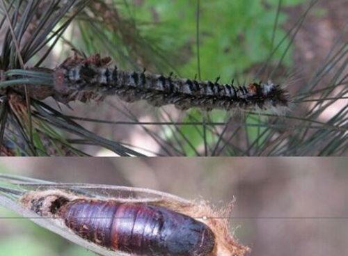 恶心的松毛虫图片 有毒害虫密密麻麻啃食森林