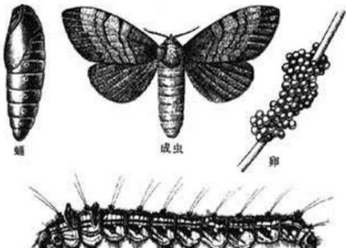 恶心的松毛虫图片 有毒害虫密密麻麻啃食森林
