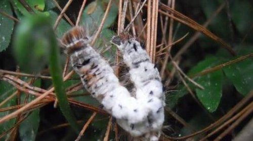 恶心的松毛虫图片 有毒害虫密密麻麻啃食森林