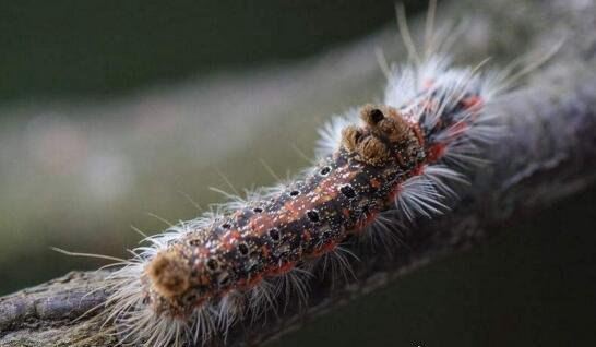 恶心的松毛虫图片 有毒害虫密密麻麻啃食森林