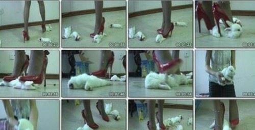 虐兔女残忍虐待兔子事件过程 20岁变态女将兔子活活踩死