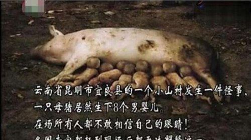 云南母猪生小孩真相是真的吗 假的(生殖隔离无法生育)