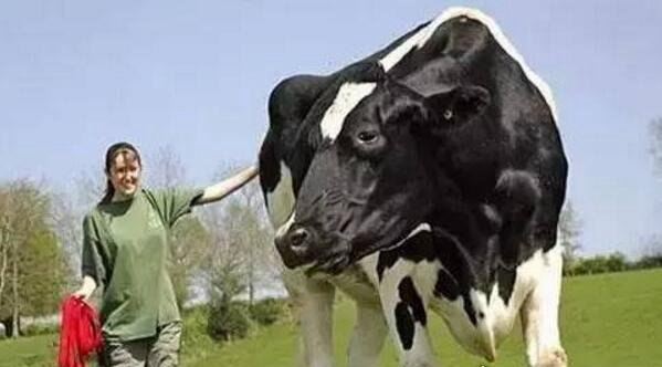 世界上最大的奶牛 重1吨/高1.95米(获吉尼斯纪录认证)