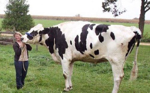 世界上最大的奶牛 重1吨/高1.95米(获吉尼斯纪录认证)