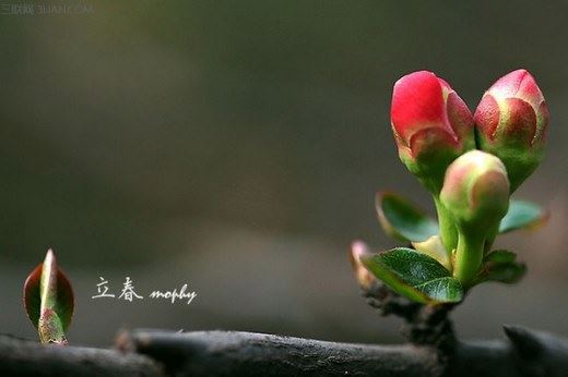 2020年2月4号立春是几点钟？